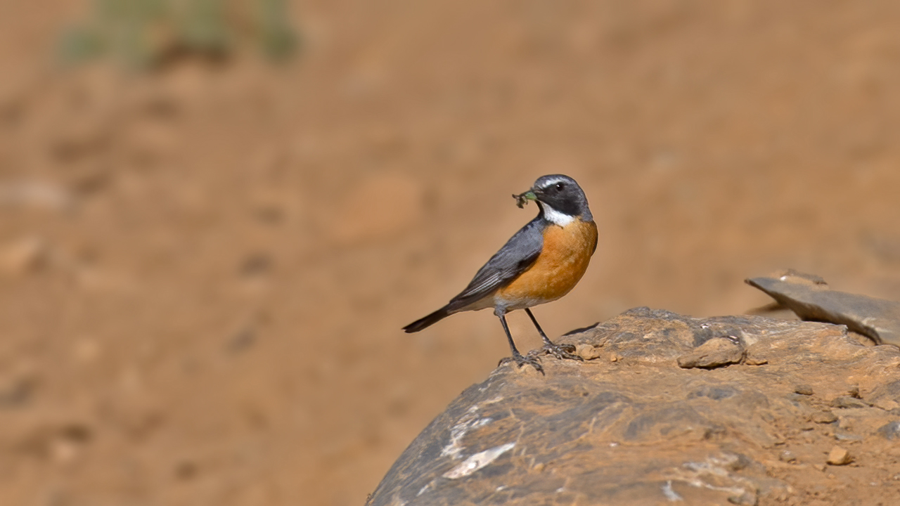 White-throated Robin